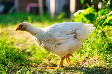 Closeup shot of a white cornish chicken foraging on a field - obrazy, fototapety, plakaty