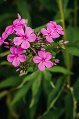 Fototapeta premium Bright pink phlox close-up in the summer garden.