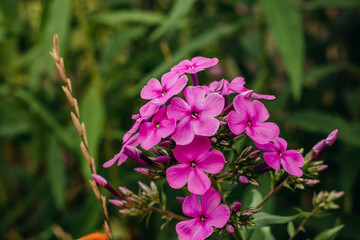 Bright pink phlox close-up in the summer garden.