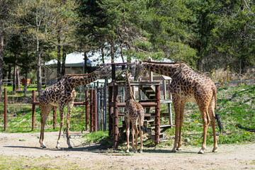 Masai Giraffes Enjoying Breakfast