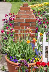 Flower pot with bright color tulip flowers and Hyacinths, selective focus.