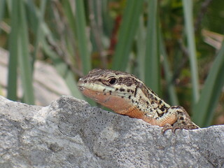 lizard
