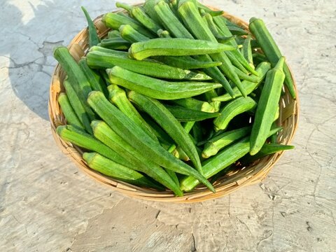 Okra or ladies fingers or bhindi or lady finger in basket