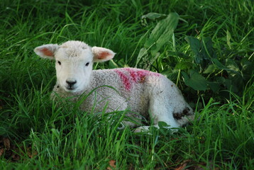 Naklejka na ściany i meble A new Lovely Spring Lamb