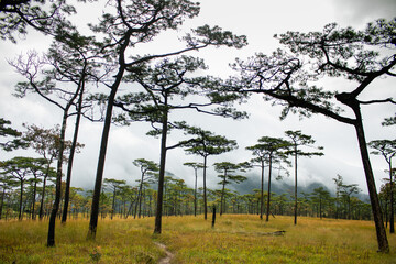 Fog cover the mountain forest. coniferous forest © Duanghathai
