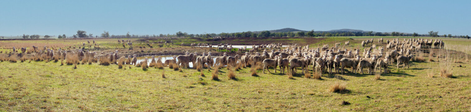Australian landscape with a large flock of sheep