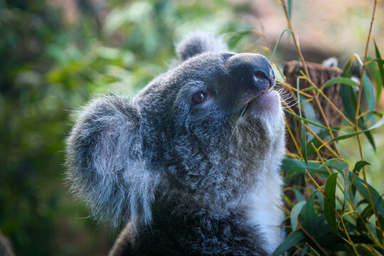 Cute Australian Koala Bear Eating