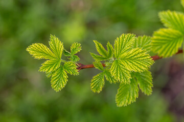 Young foliage of gooseberry bush with water drops macro photography. Fresh green leaves of a garden plant after rain in sunlight close-up photography.