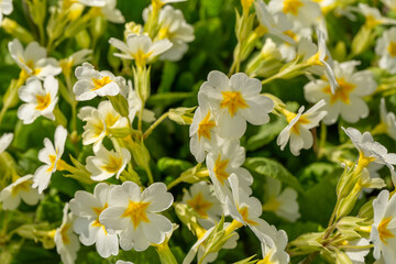 Blossom white primrose flower in a springtime macro photography. Garden primula flower with white petals close-up photo. Blooming primula vulgaris floral background.