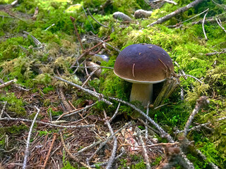 mushrooms in the forest