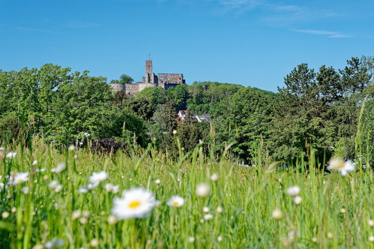Burgruine K&ouml;nigstein im Taunus am Morgen mit Wiese, im Fr&uuml;hling