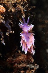 Beautiful violet-coloured flavelina posing in its natural habitat on the seabed in the evening