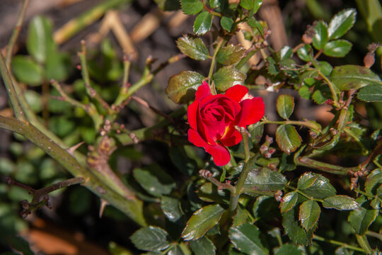 red rose cent image surrounded by green leaves