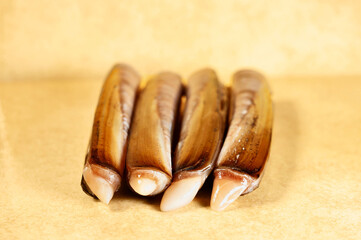 Razor clams on colored background