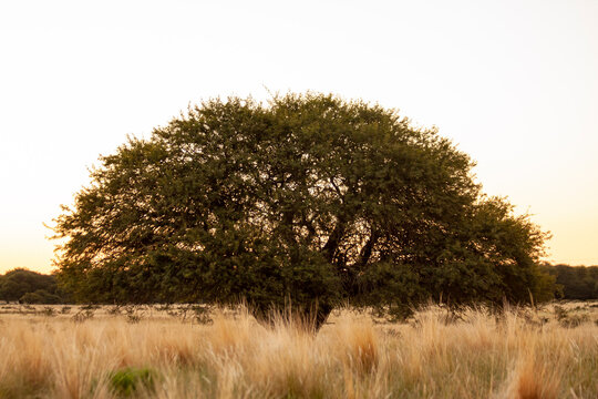 calden in a field at sunset with grassland below