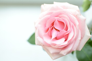 large pink rose flower in full screen