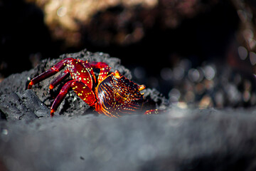 Galápagos Crab