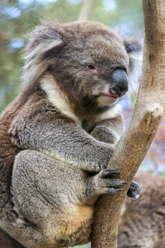 Koala - an arboreal herbivorous marsupial native to Australia