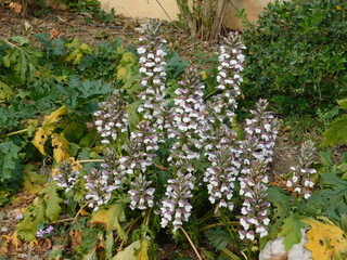 Bear’s beeches, or Acanthus mollis plants with flowers in Attica, Greece
