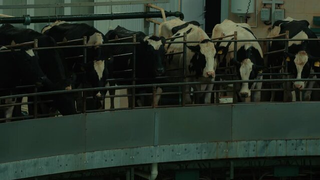 Adult cows with tags on ears on automated milking. Animals spinning on robotic milking machine. Concept of facilitating labor in dairy factory.