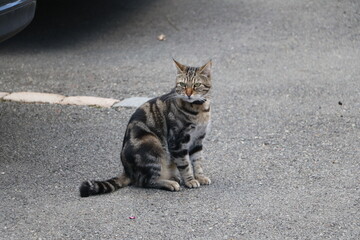 Chat tigré