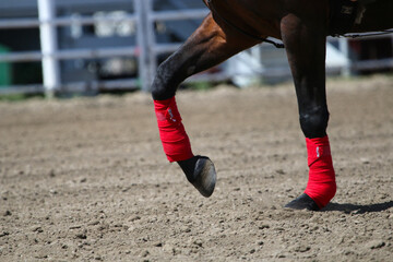 Horse hooves in a dirt arena - obrazy, fototapety, plakaty