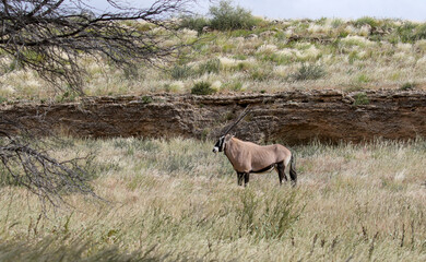 Gemsbok or South African Oryx in the Kgalagadi, South Africa
