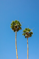 Two palm trees against a blue sky