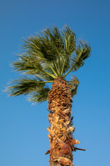 A palm tree against a blue sky
