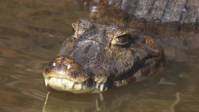 Caiman in Water. Close Up View