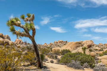 A landscape view of Joshua Tree National Park in California