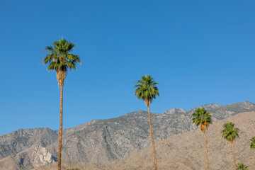 A row of palm trees against a blue sky with mountains in the background