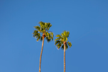 Two palm trees against a blue sky