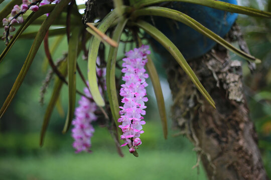 Shallow focus of purple foxtail orchid (Rhynchostylis retusa ) plant