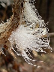 frost on the branches