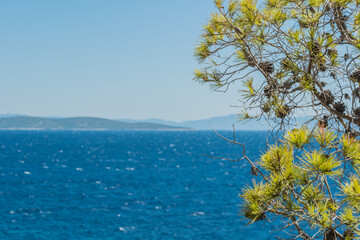 pine on the island of Hvar in Croatia