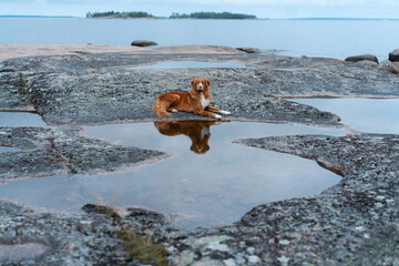 dog on the stone seashore. Nova Scotia duck tolling retriever in a unique landscape