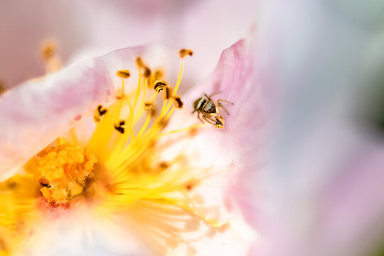 A copper sun jumper, Heliophanus cupreus, small spider on a white rose in spring
