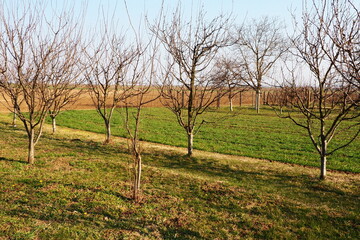 Fruit trees planted in a row on a farm. Serbia, early spring agricultural work. Apple plum orchard...