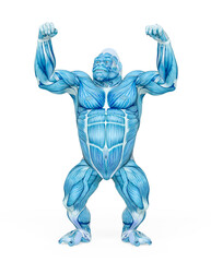 gorilla is doing a dominant pose on muscle map anatomy style