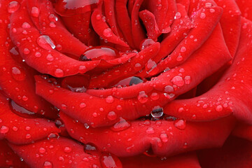 Red rose close-up as a background. Drops of dew or water on the petals.