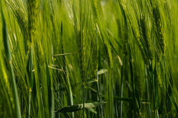 green fresh wheat field on meadow