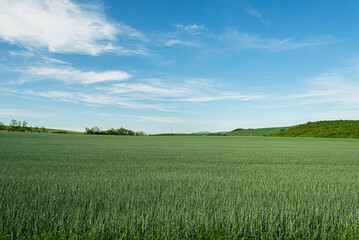 green fresh wheat field on meadow