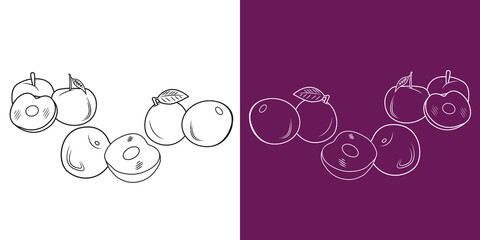 Plum fruit doodle vector. half a Plum and a slice, isolated on two background.