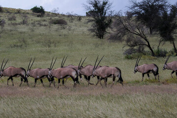 Naklejka na ściany i meble Gemsbok or South African Oryx in the Kgalagadi, South Africa