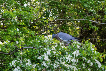 A grey pigeon eating a tree blossom, sat on a branch on the Bristol & Bath Railway Path