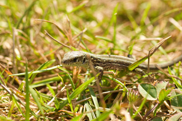 Jaszczurka zwinka (Lacerta agilis)