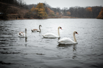 Autumn. Swans swim in the lake