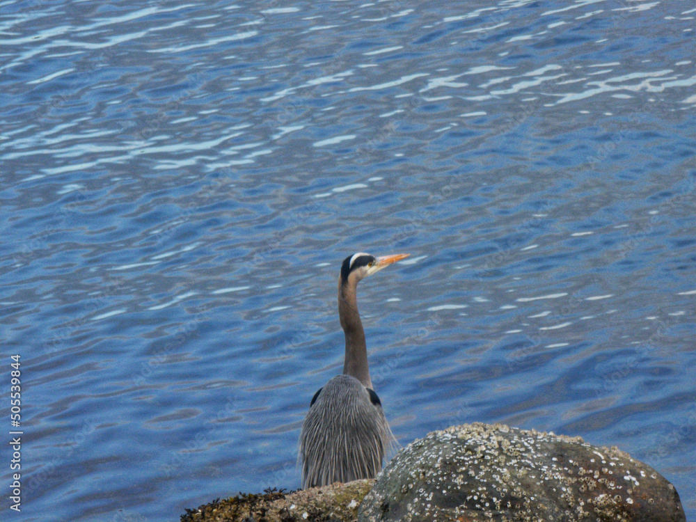 Poster Closeup of a gray heron next the lake