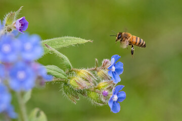European honey bee or western honey bee (Apis mellifera) flying towards blue flowers in spring....
